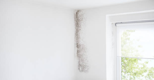 Best Emergency Mold Remediation  in Mpbell, CA
